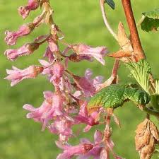 Attēlu rezultāti vaicājumam “Ribes nigrum flower”