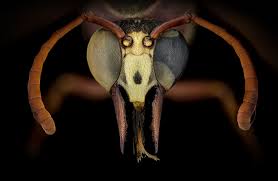 Attēlu rezultāti vaicājumam “Dianema depressum macro”