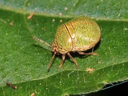 Attēlu rezultāti vaicājumam “Cribraria costata macro”