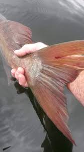 Image result for Lamb Angling Club