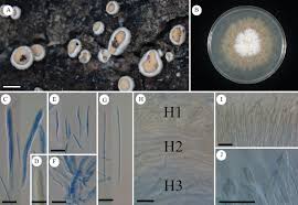 Attēlu rezultāti vaicājumam “Hyaloscypha hyalina”