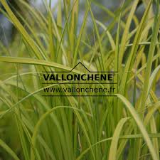 Attēlu rezultāti vaicājumam “Carex elata”