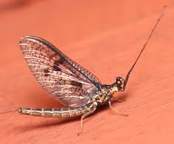 Attēlu rezultāti vaicājumam “Ephemera vulgata”