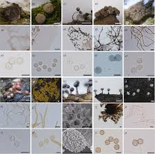Attēlu rezultāti vaicājumam “Cribraria ferruginea”