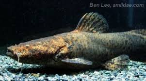 Attēlu rezultāti vaicājumam “Cephalozia loitlesbergeri”