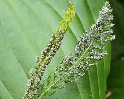 Attēlu rezultāti vaicājumam “Badhamia lilacina var. megaspora sessile”