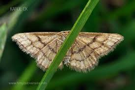 Attēlu rezultāti vaicājumam “Idaea serpentata”