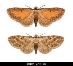 Attēlu rezultāti vaicājumam “Eupithecia icterata”