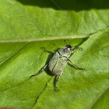 Attēlu rezultāti vaicājumam “Hoplia parvula”