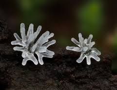 Attēlu rezultāti vaicājumam “Ophiotheca chrysosperma macro”