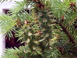 Attēlu rezultāti vaicājumam “Pseudotsuga menziesii fruit”