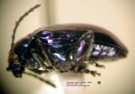 Attēlu rezultāti vaicājumam “Altica sp.”