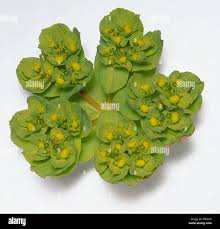 Attēlu rezultāti vaicājumam “Euphorbia helioscopia leaf”