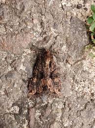 Attēlu rezultāti vaicājumam “Mniotype satura”