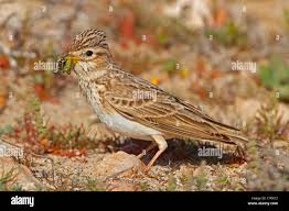 Image result for Calandrella rufescens