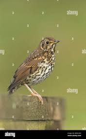 Attēlu rezultāti vaicājumam “Turdus philomelos juvenile”