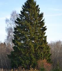 Attēlu rezultāti vaicājumam “Picea abies leaf”