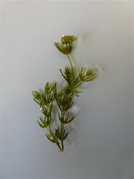 Attēlu rezultāti vaicājumam “Chara globularis”