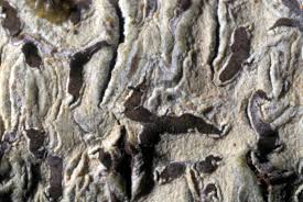 Attēlu rezultāti vaicājumam “Phaeographis dendritica”