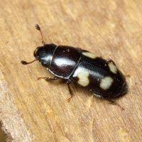 Attēlu rezultāti vaicājumam “Glischrochilus hortensis”