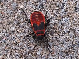 Attēlu rezultāti vaicājumam “Pyrrhocoris apterus nymph”