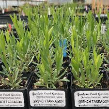 Image result for Artemisia dracunculus
