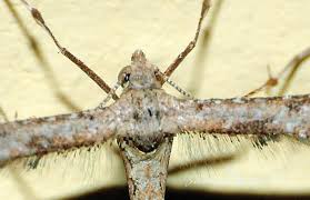 Attēlu rezultāti vaicājumam “Platyptilia gonodactyla”