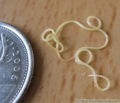 Attēlu rezultāti vaicājumam “Nematomorpha”