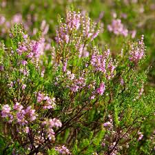 Attēlu rezultāti vaicājumam “Calluna vulgaris”