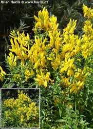 Image result for Genista tinctoria