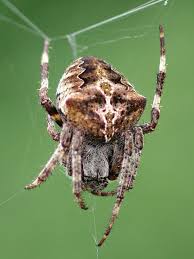 Attēlu rezultāti vaicājumam “Araneus angulatus”