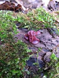 Attēlu rezultāti vaicājumam “Ascocoryne cylichnium”