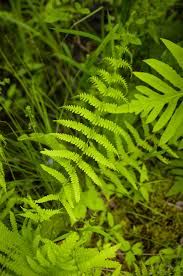 Attēlu rezultāti vaicājumam “Thelypteris palustris”