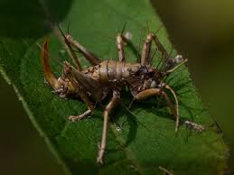 Attēlu rezultāti vaicājumam “Trichia erecta stalked”