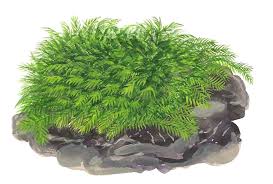 Attēlu rezultāti vaicājumam “Fissidens arnoldii sporophyte”