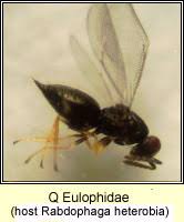 Attēlu rezultāti vaicājumam “Rabdophaga heterobia”