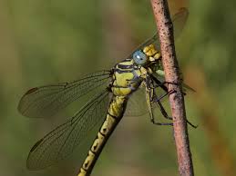 Attēlu rezultāti vaicājumam “Gomphus flavipes”