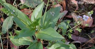 Attēlu rezultāti vaicājumam “Veronica anagallis-aquatica leaf”