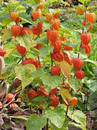 Attēlu rezultāti vaicājumam “Physalis alkekengi”