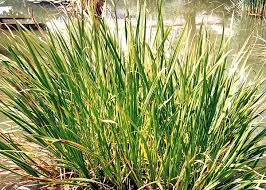 Attēlu rezultāti vaicājumam “Acoraceae”