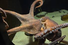 Image result for Enteroctopus dofleini