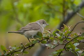 Attēlu rezultāti vaicājumam “Sylvia borin”