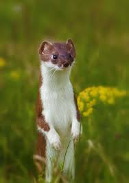 Attēlu rezultāti vaicājumam “Mustela nivalis adult”