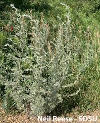 Image result for Artemisia absinthium