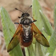 Attēlu rezultāti vaicājumam “Trichia flavicoma”