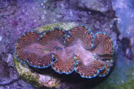 Attēlu rezultāti vaicājumam “Diderma crustaceum macro”