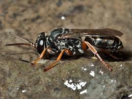 Attēlu rezultāti vaicājumam “Crabronidae”