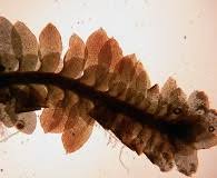 Attēlu rezultāti vaicājumam “Diplophyllum albicans”