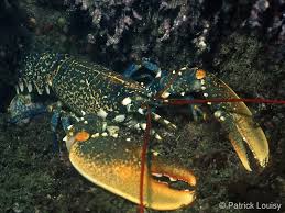 Image result for Homarus gammarus