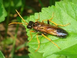 Attēlu rezultāti vaicājumam “Tenthredo campestris”